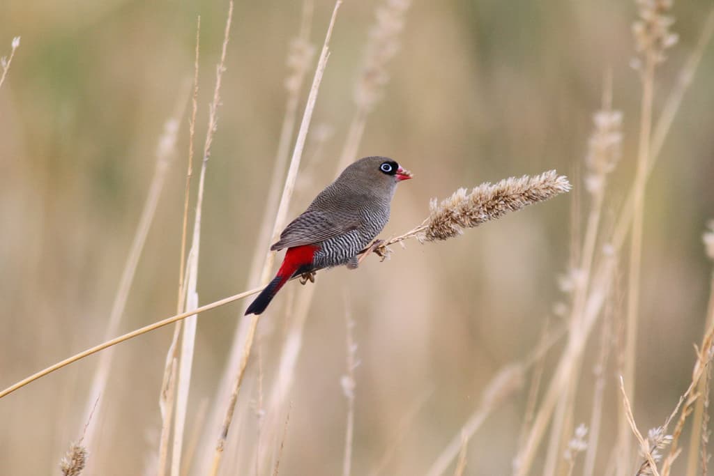 Beautiful Firetail