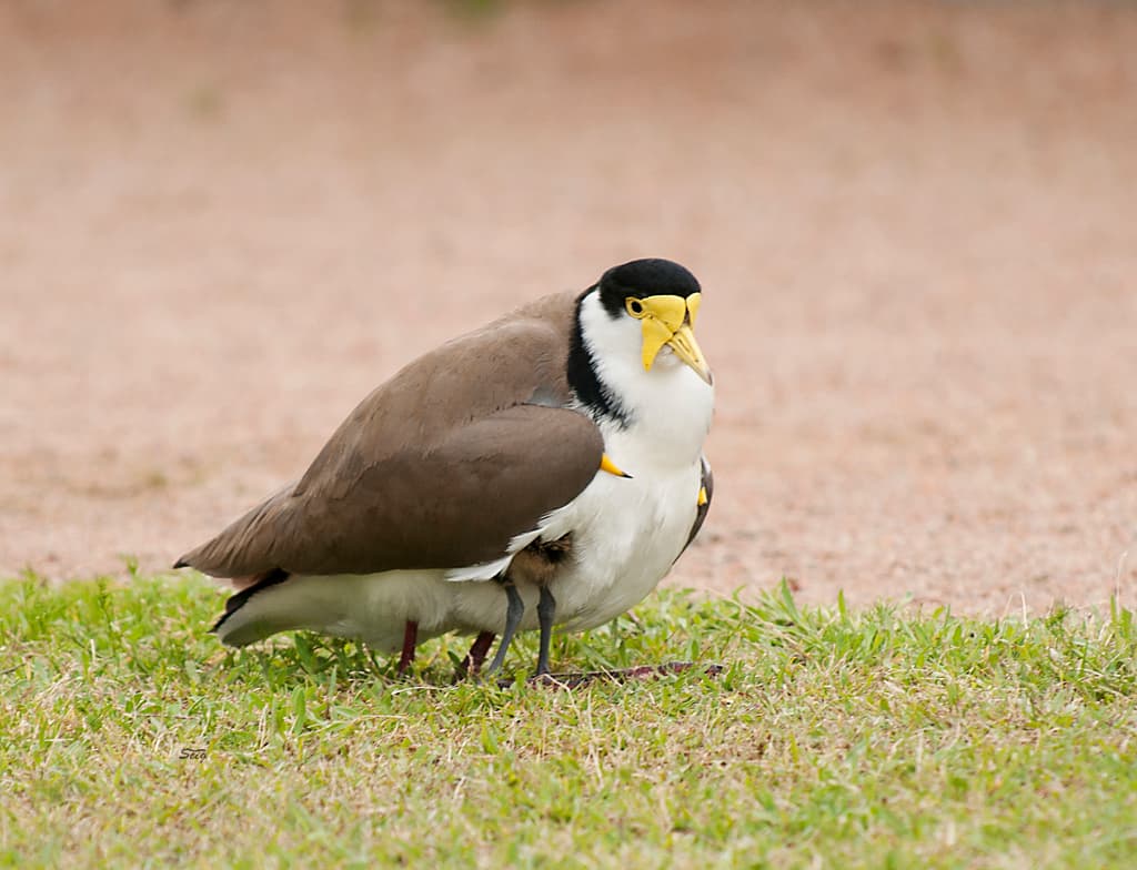 Masked Lapwing