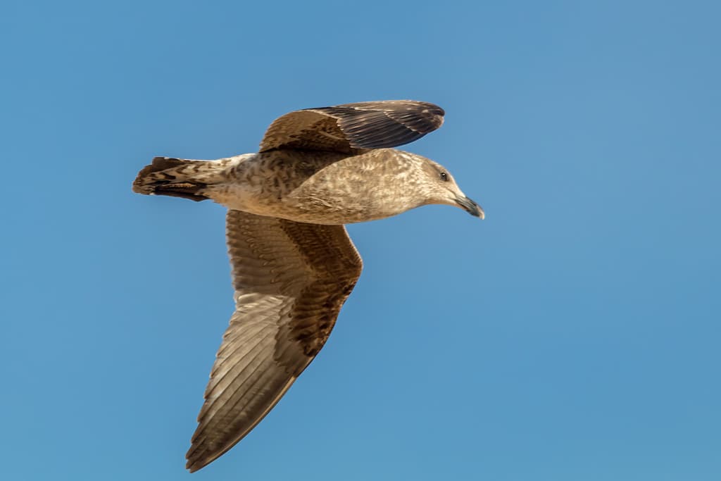 Kelp Gull