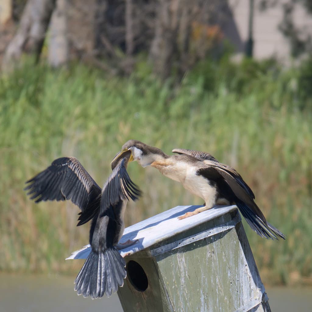 Australasian Darter