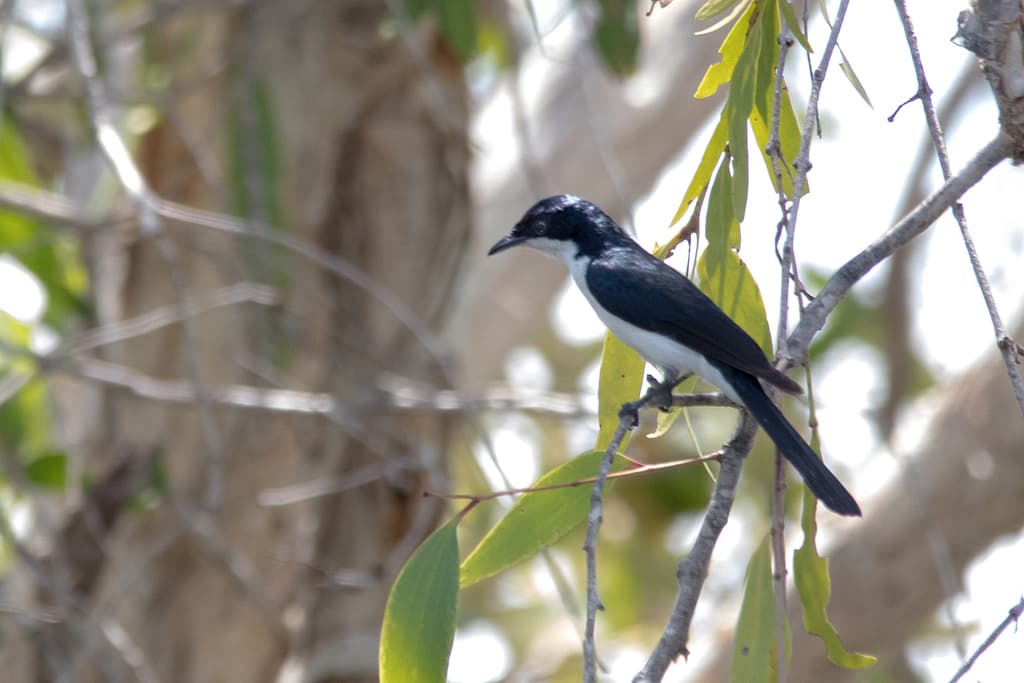 Paperbark Flycatcher