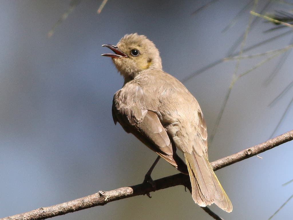 Fuscous Honeyeater
