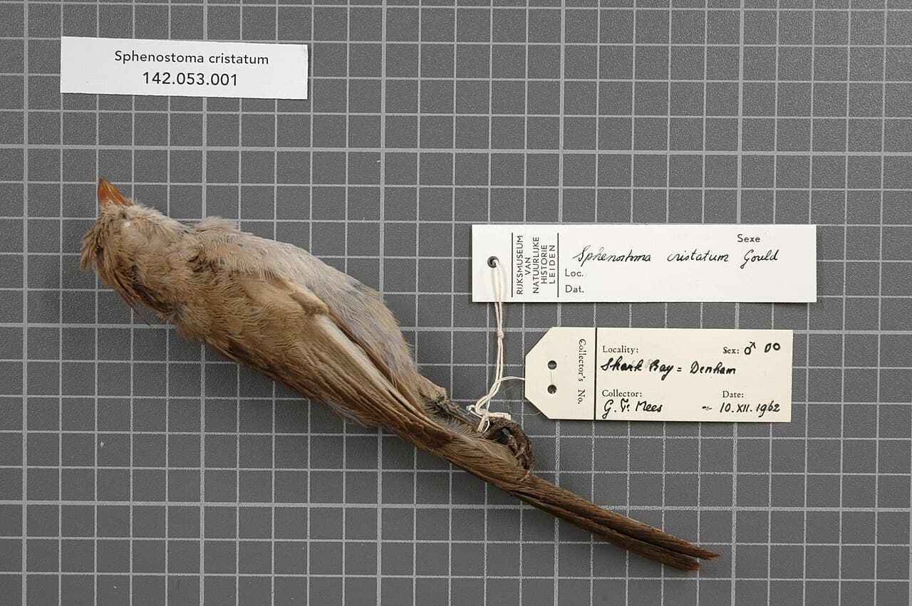 Chirruping Wedgebill
