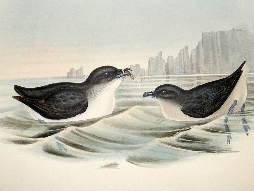 Common Diving Petrel