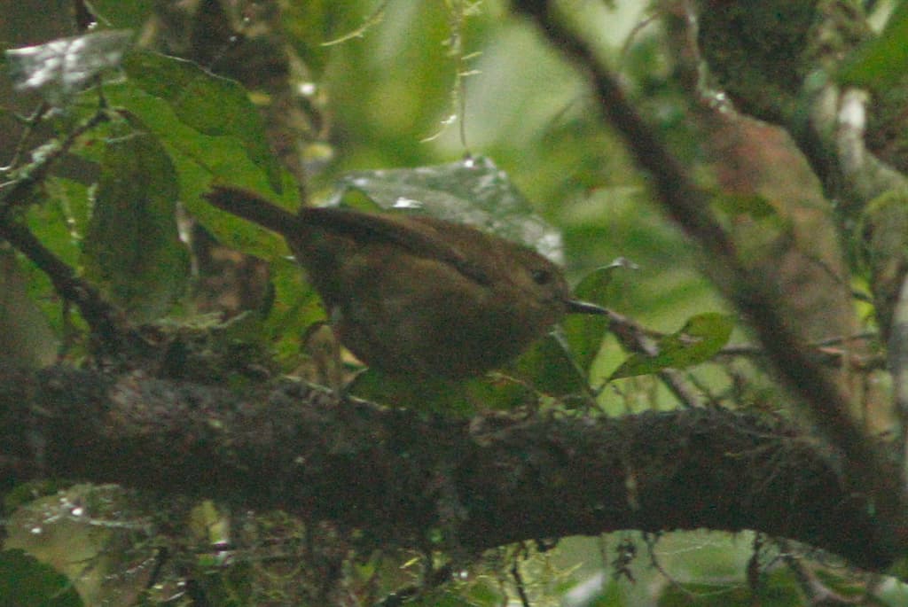 Atherton Scrubwren