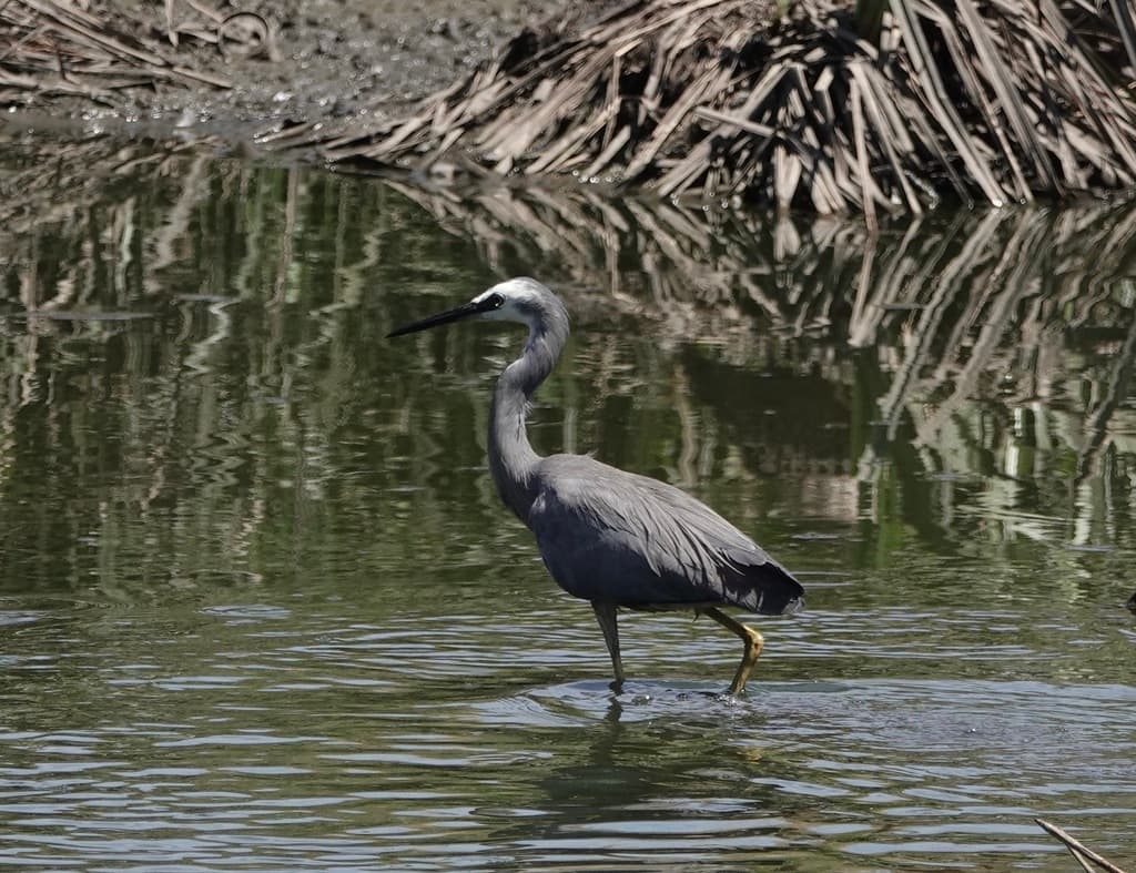 White-faced Heron