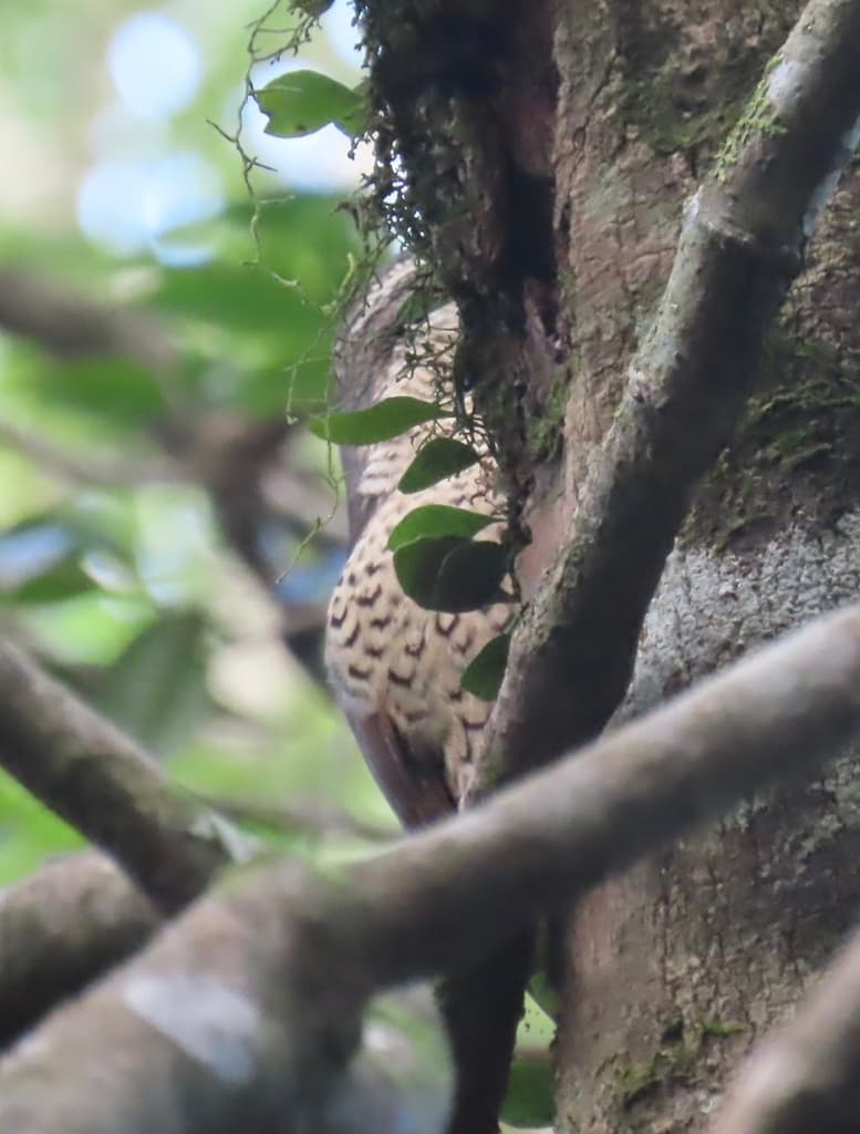 Paradise Riflebird