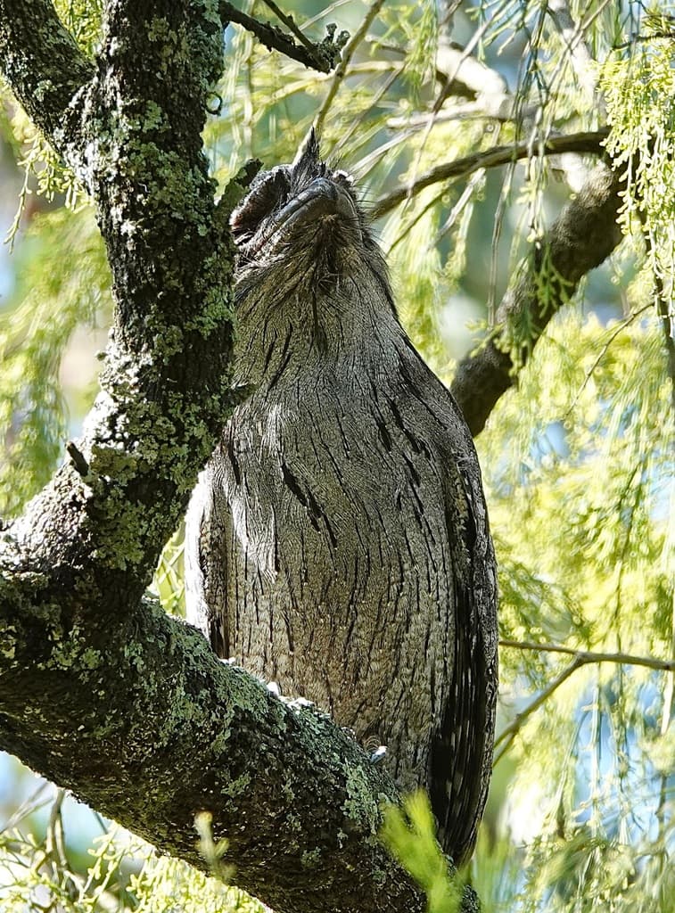 Tawny Frogmouth