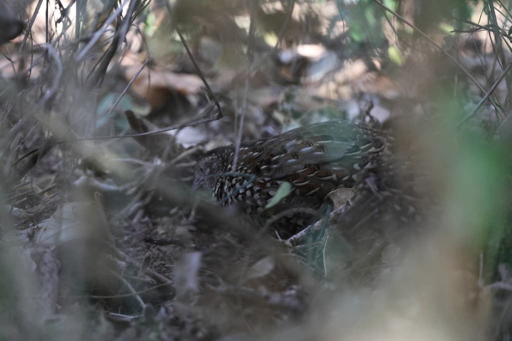 Black-breasted Buttonquail