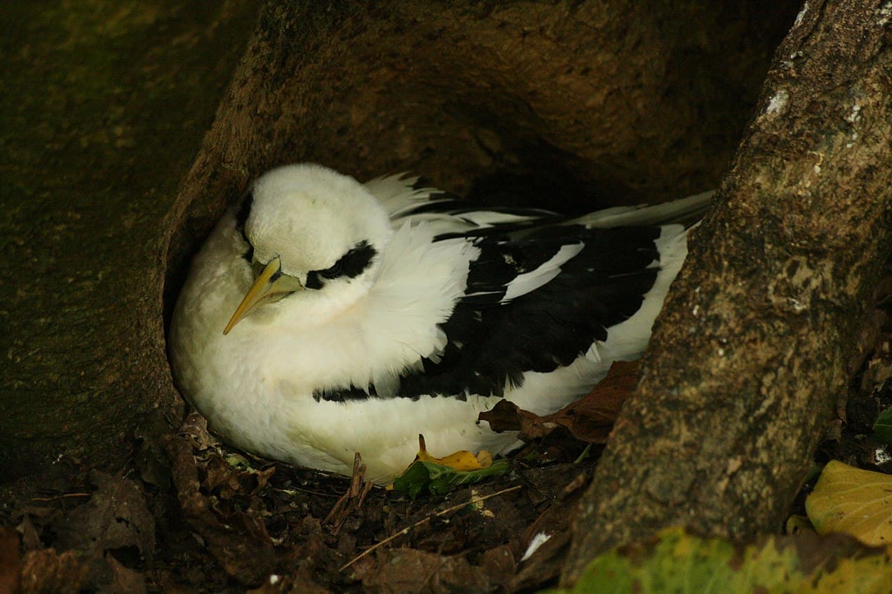 White-tailed Tropicbird