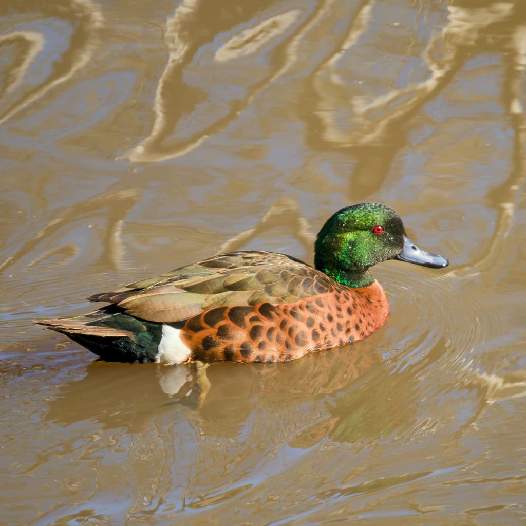 Chestnut Teal