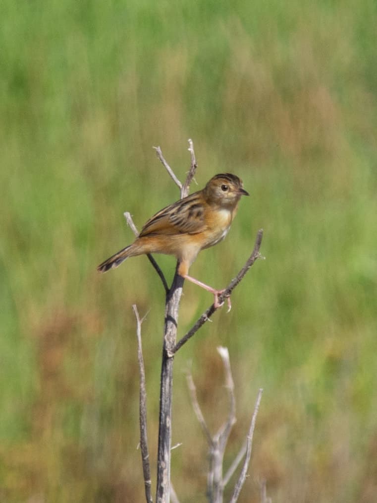 Golden-headed Cisticola