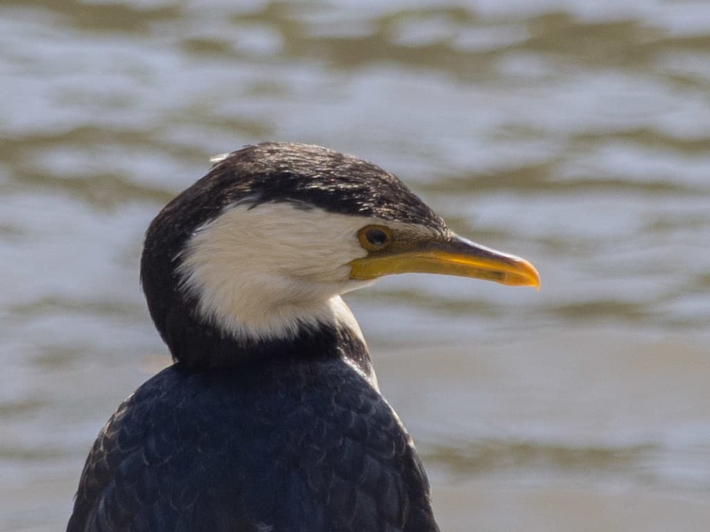 Little Pied Cormorant