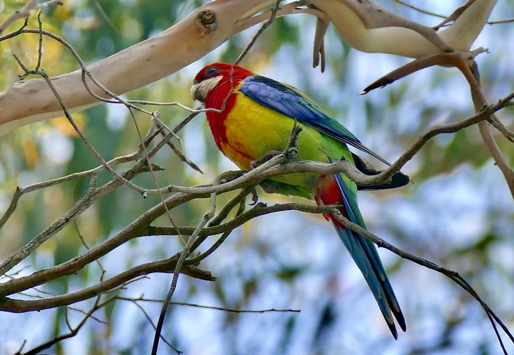 Eastern Rosella