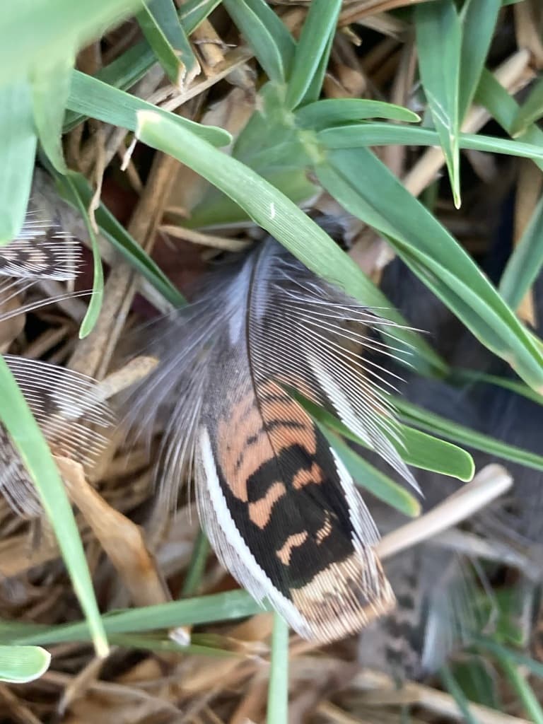 Painted Buttonquail