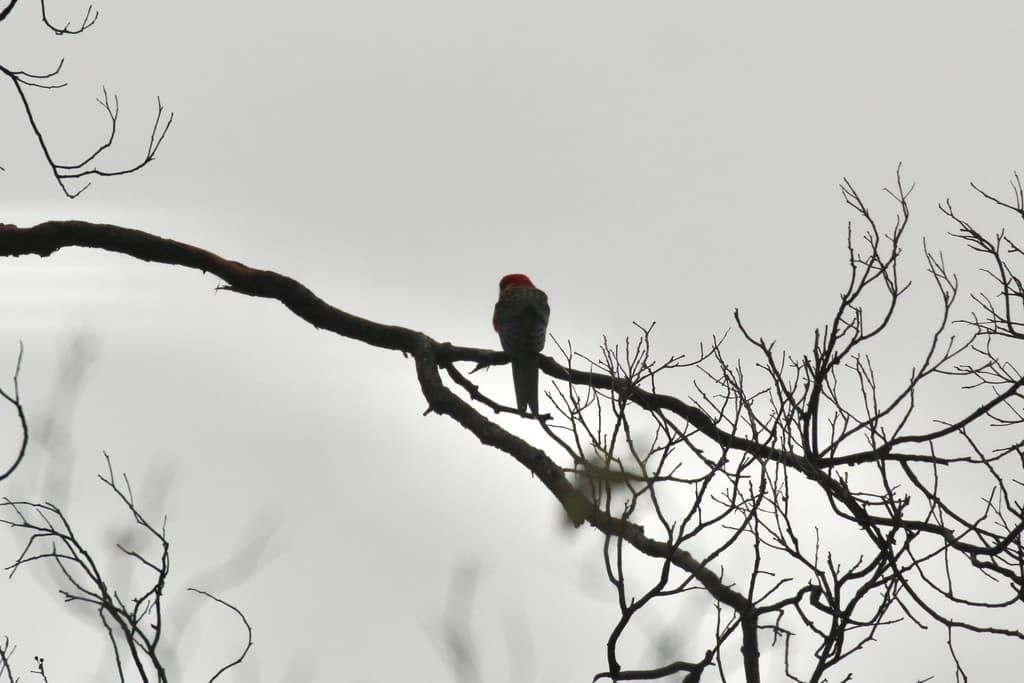 Western Rosella