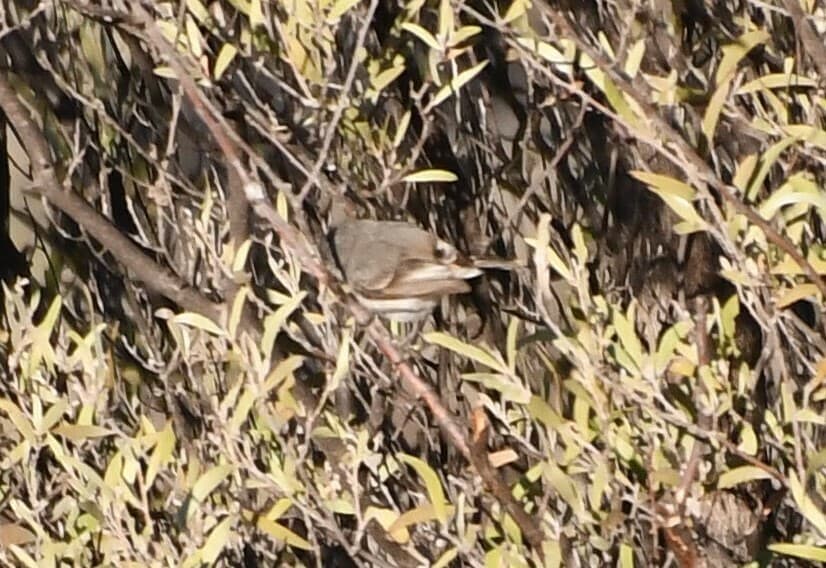 Slaty-backed Thornbill