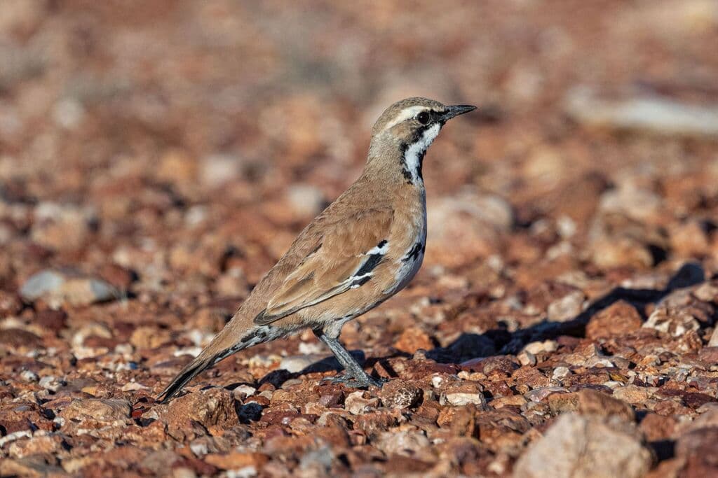 Cinnamon Quail-thrush
