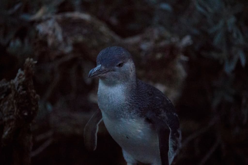Little Penguin