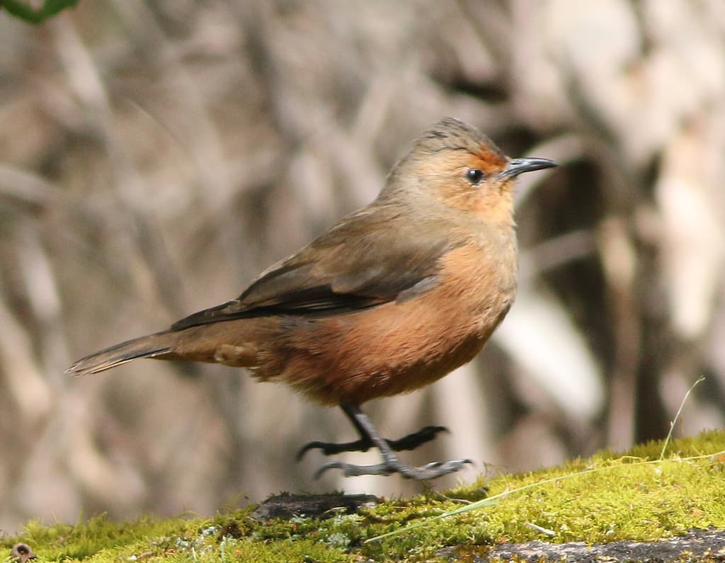 Rufous Treecreeper