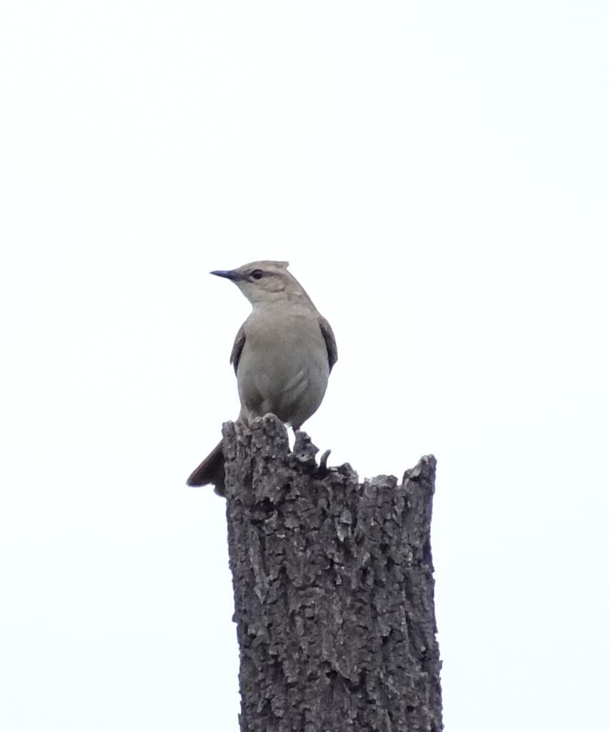 Rufous Songlark