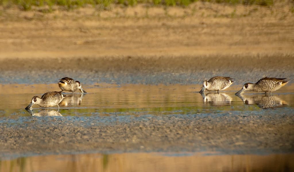 Pink-eared Duck