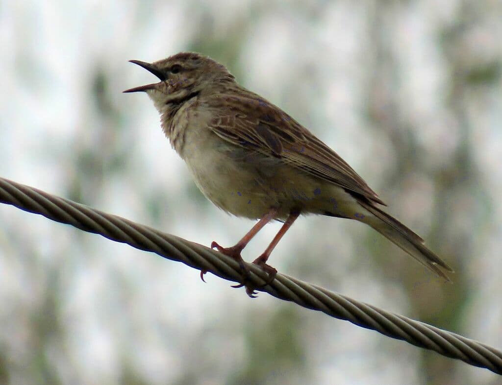 Rufous Songlark
