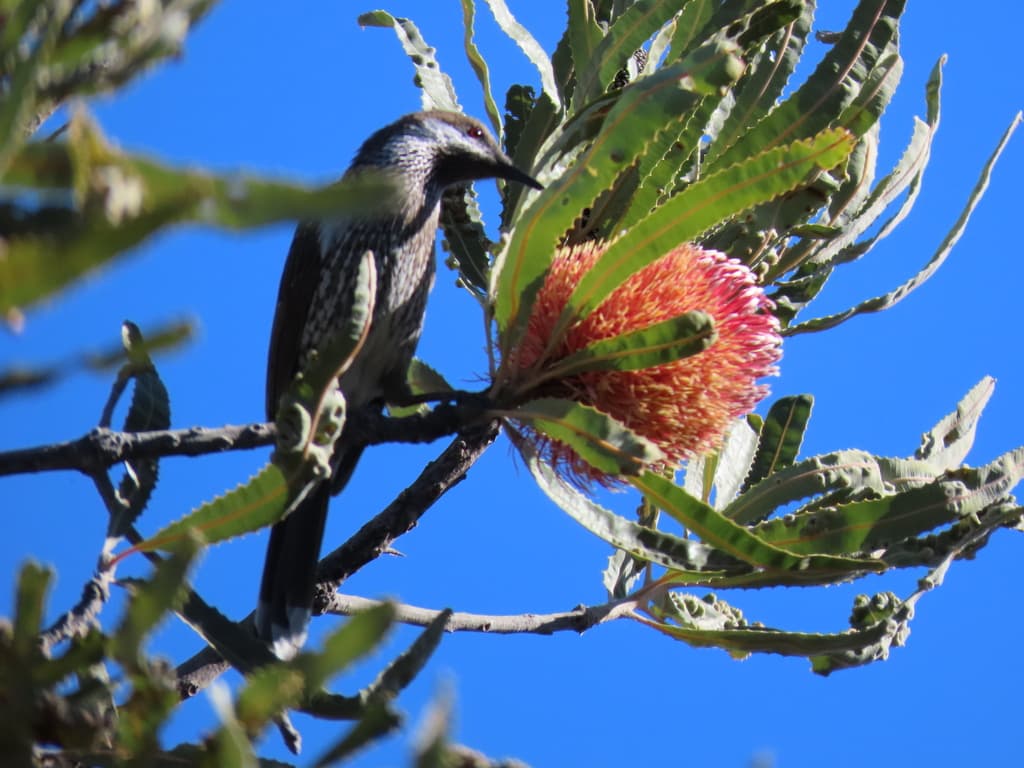 Western Wattlebird