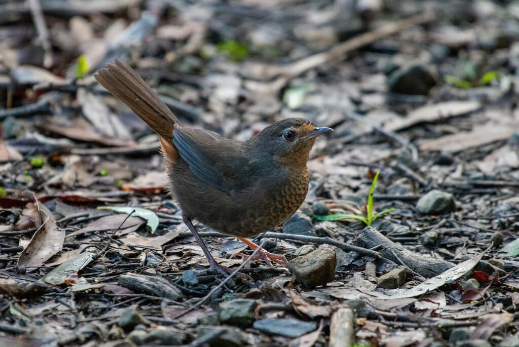 Pilotbird