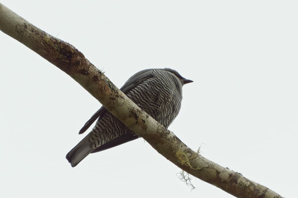 Barred Cuckooshrike