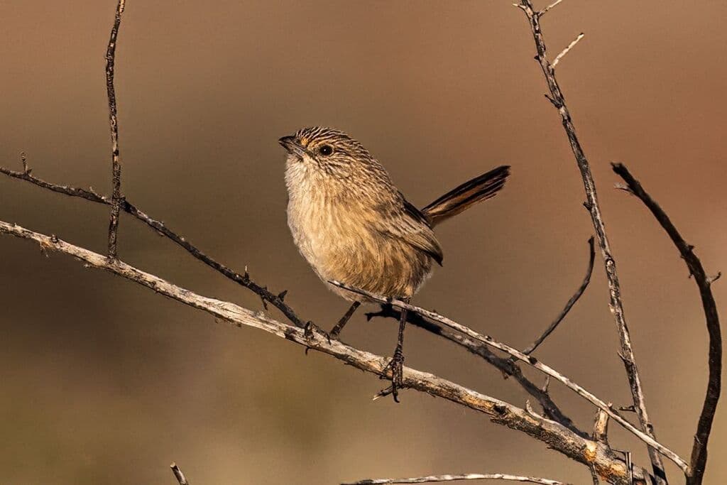 Thick-billed Grasswren