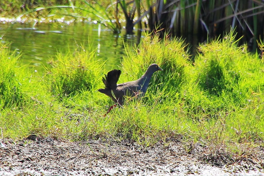 Black-tailed Nativehen