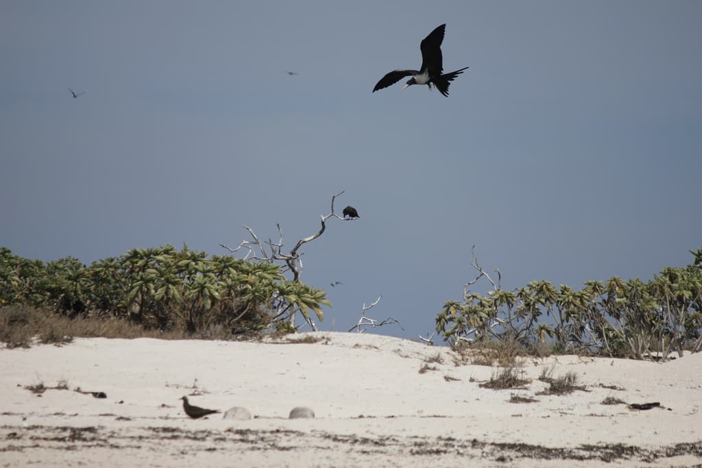 Lesser Frigatebird