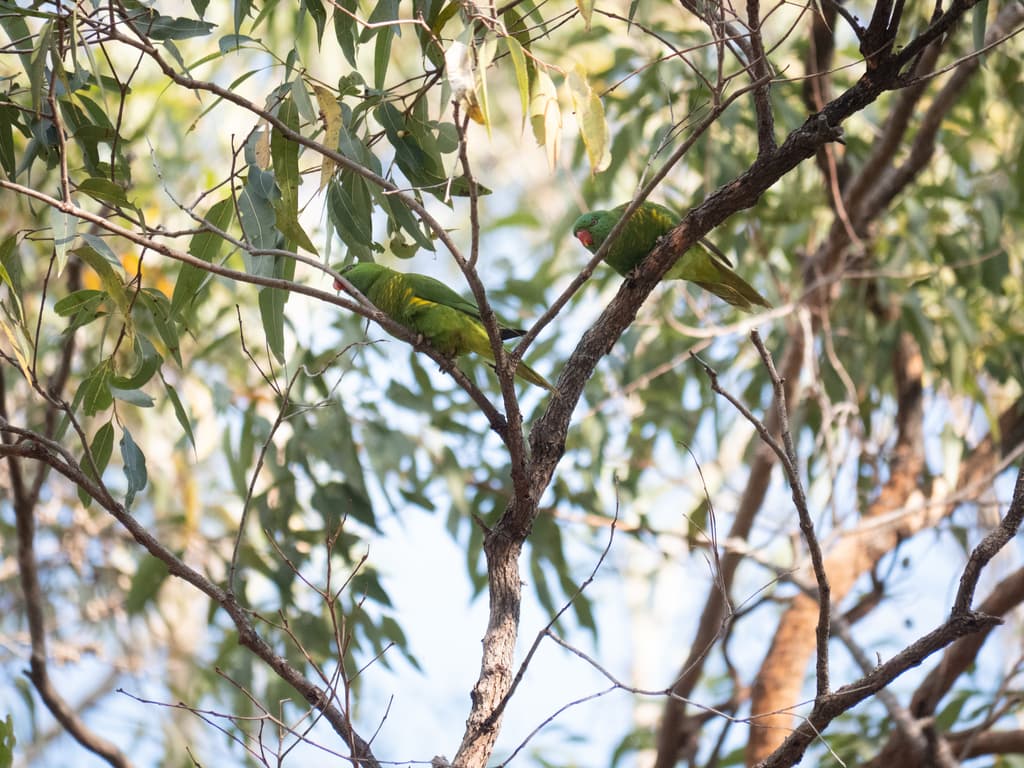 Scaly-breasted Lorikeet