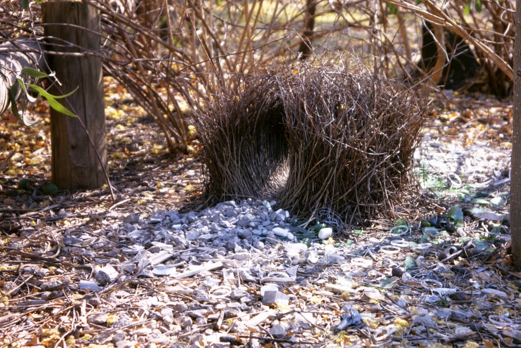 Great Bowerbird