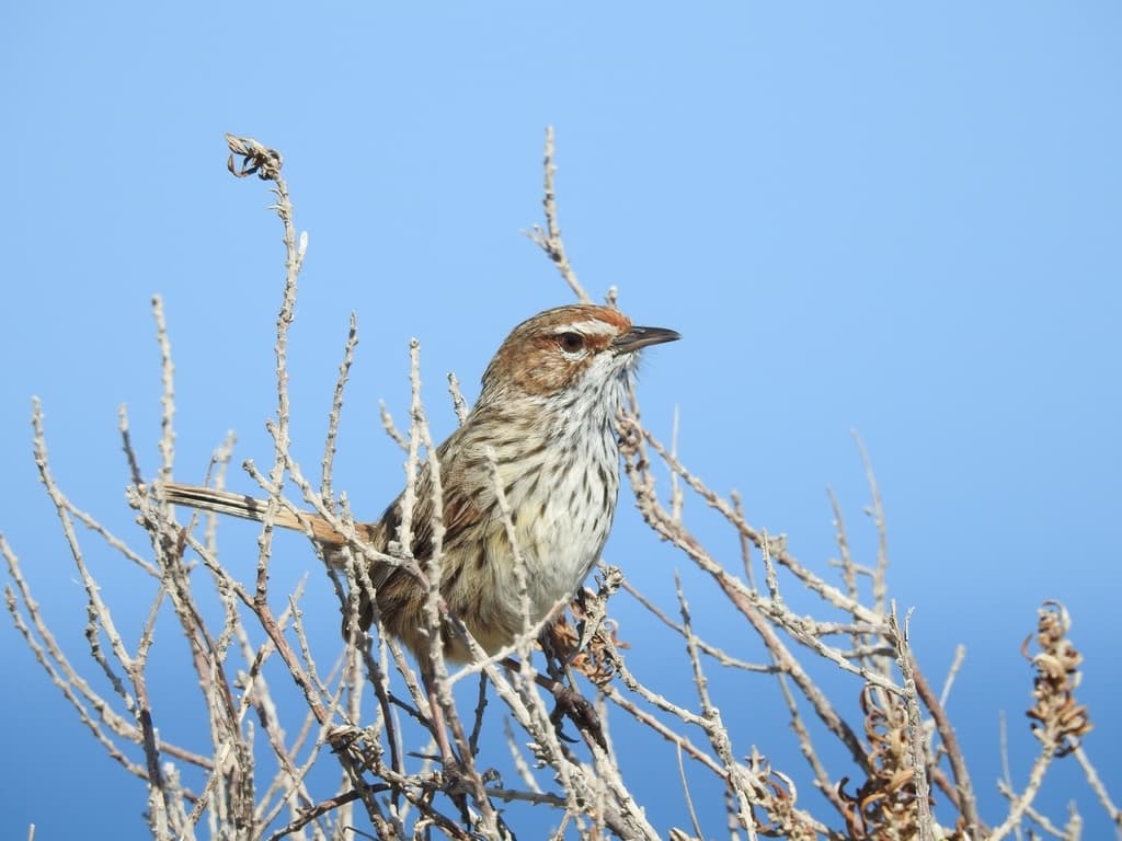 Rufous Fieldwren