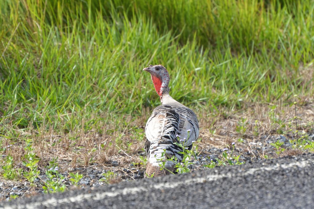 Wild Turkey