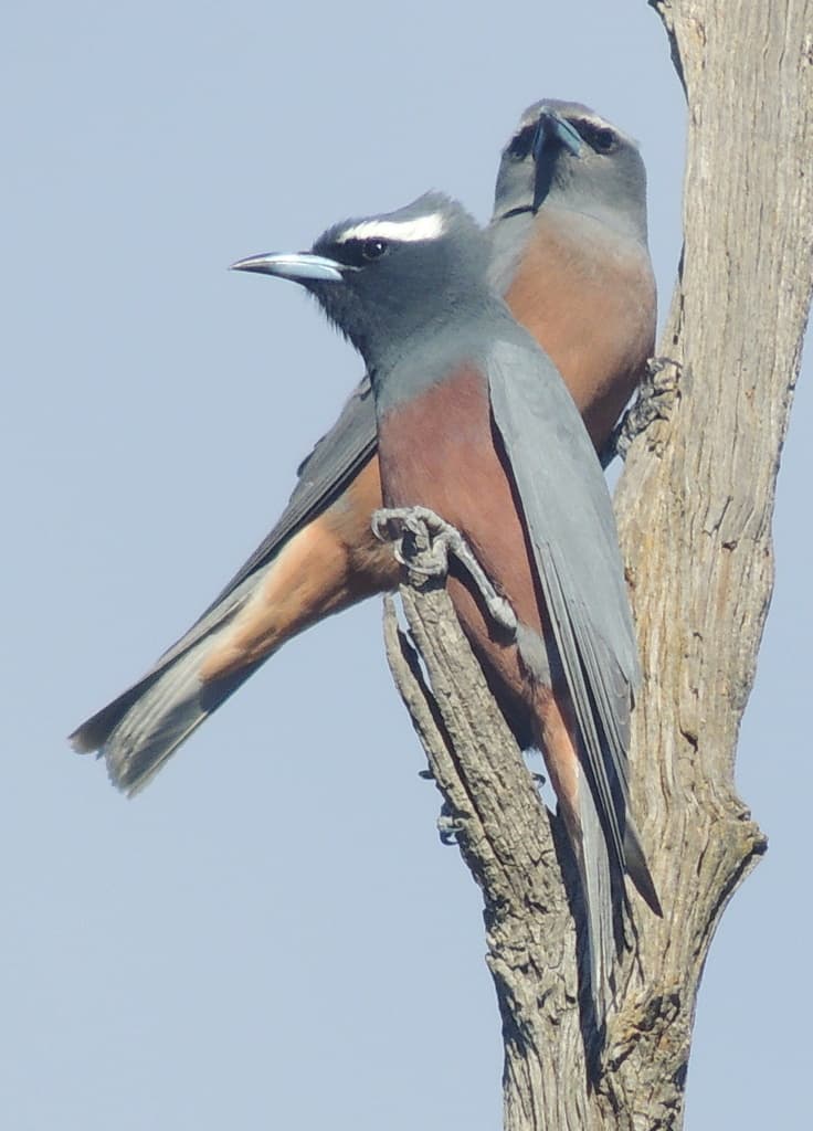 White-browed Woodswallow