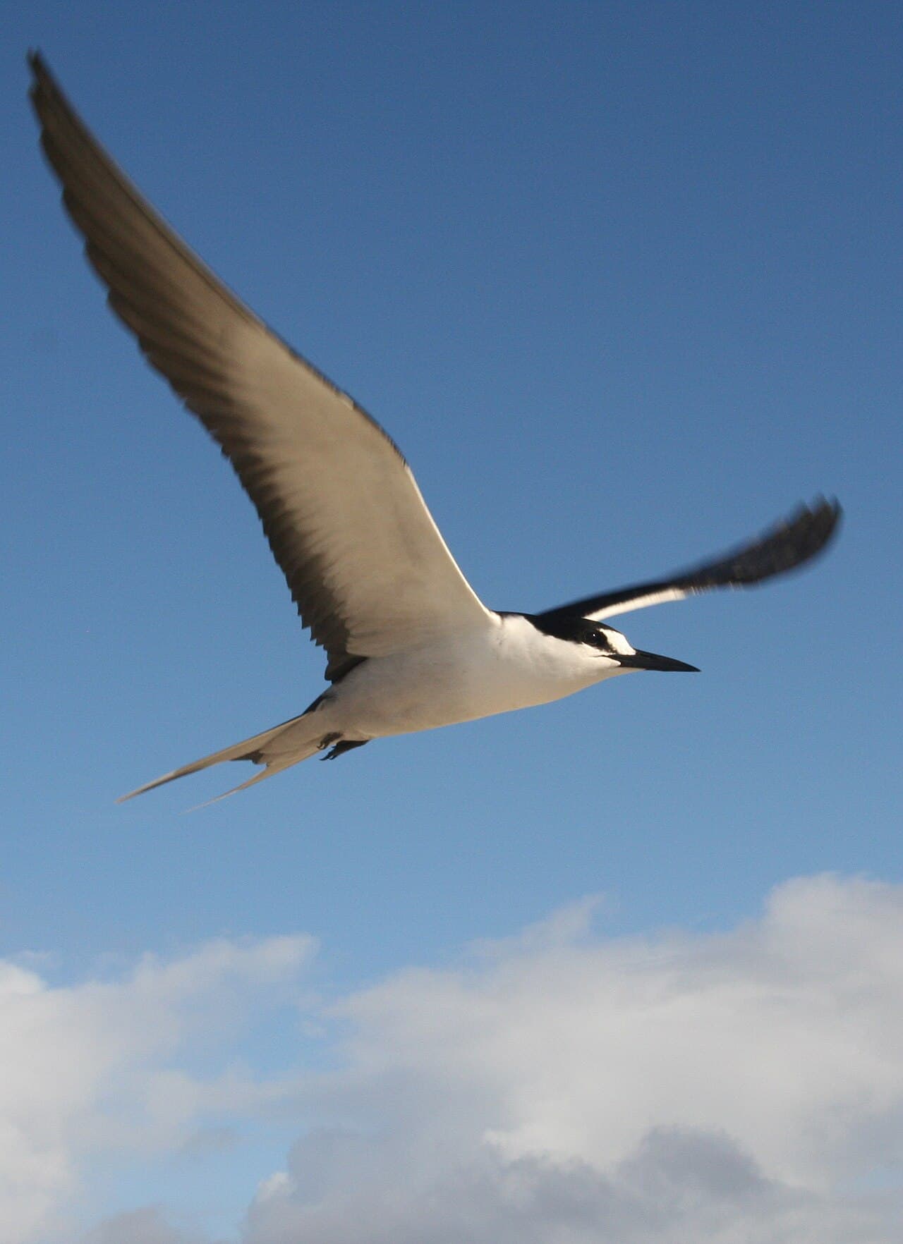 Sooty Tern