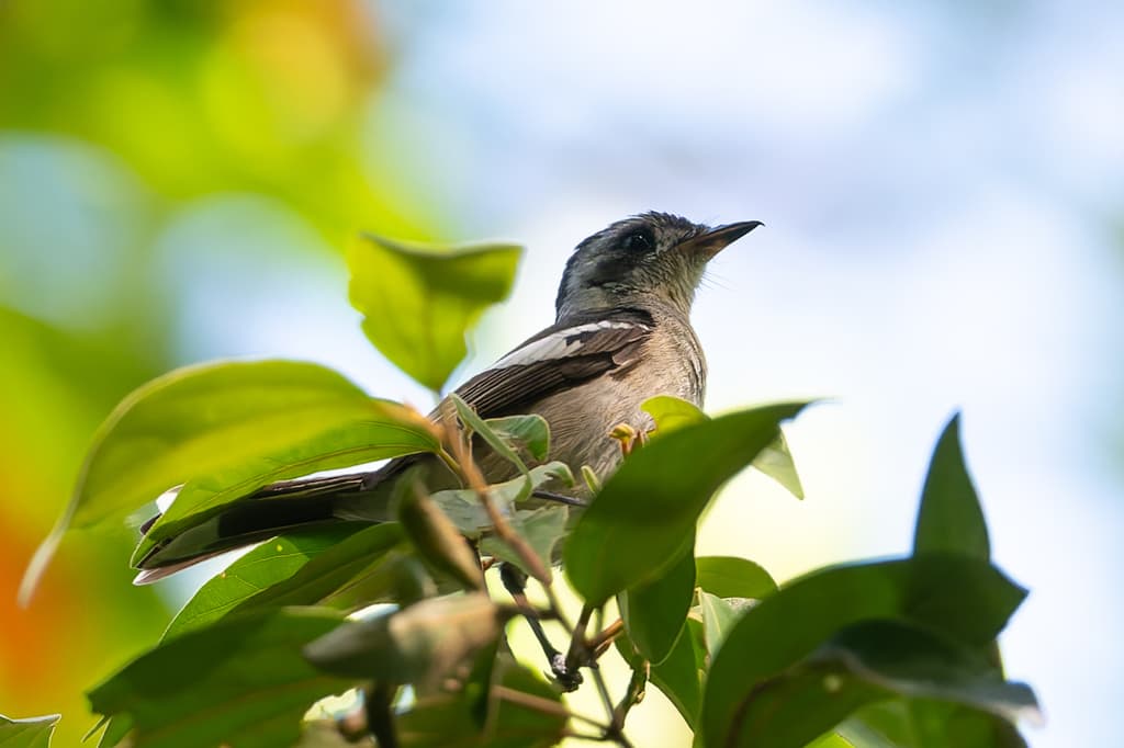 White-eared Monarch