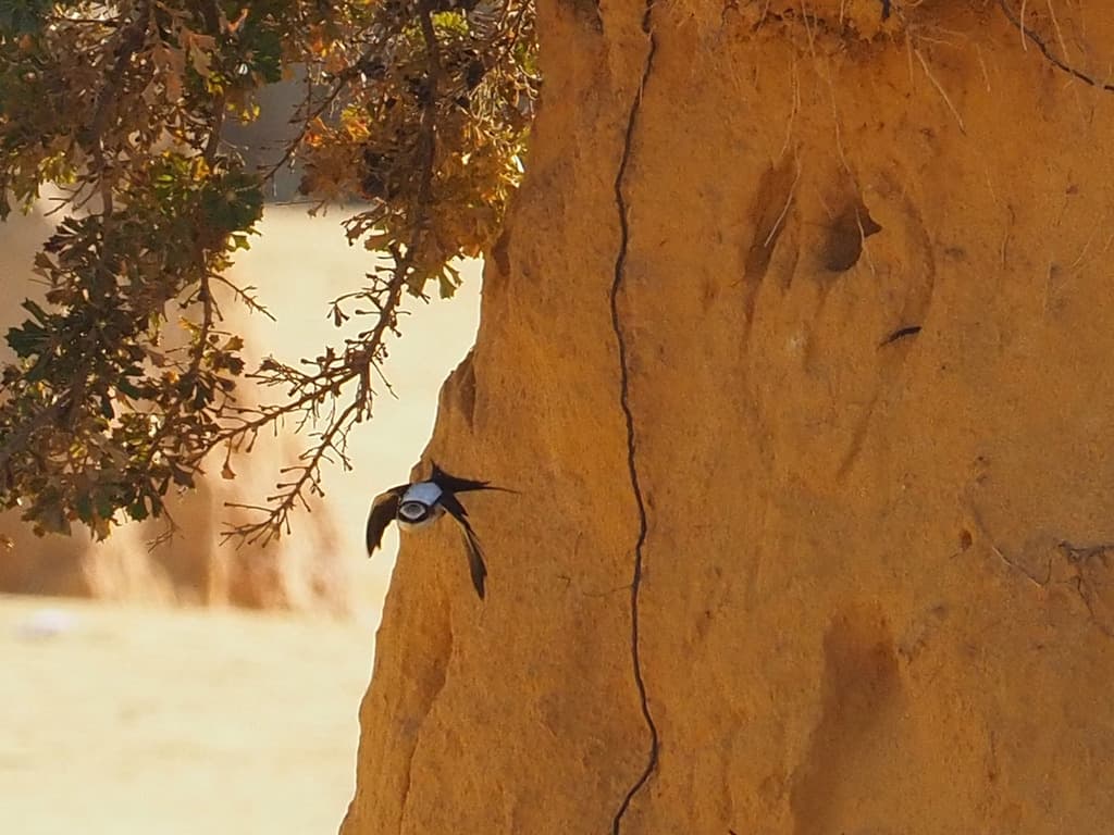 White-backed Swallow