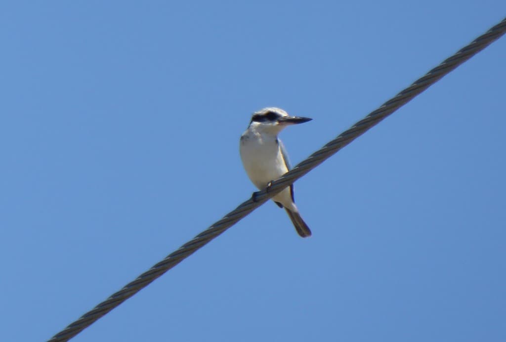 Red-backed Kingfisher