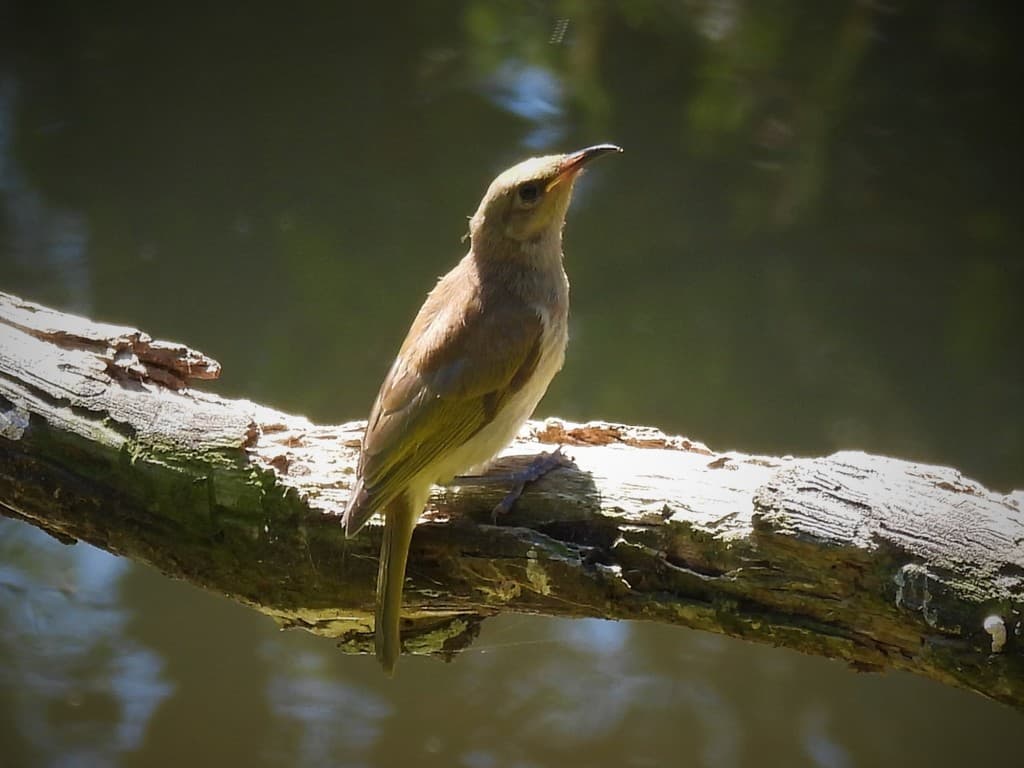 Brown Honeyeater