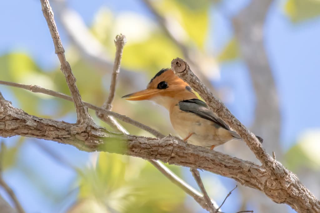 Yellow-billed Kingfisher