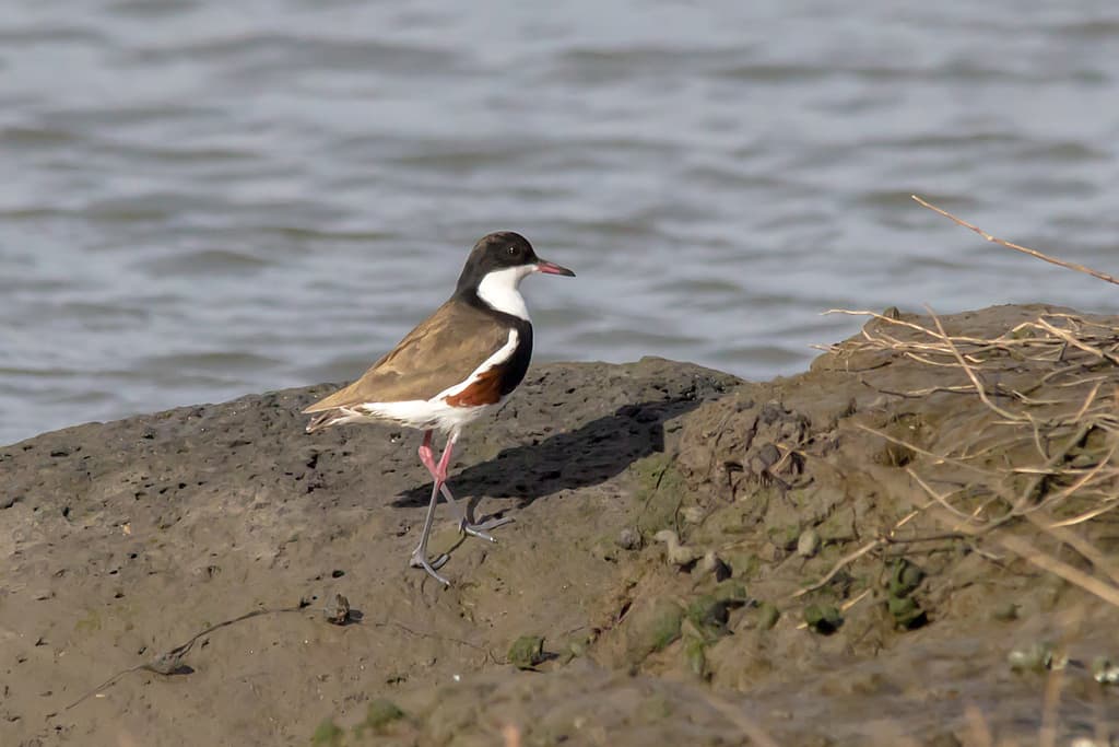 Red-kneed Dotterel