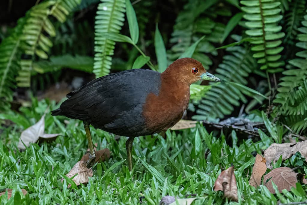 Red-necked Crake