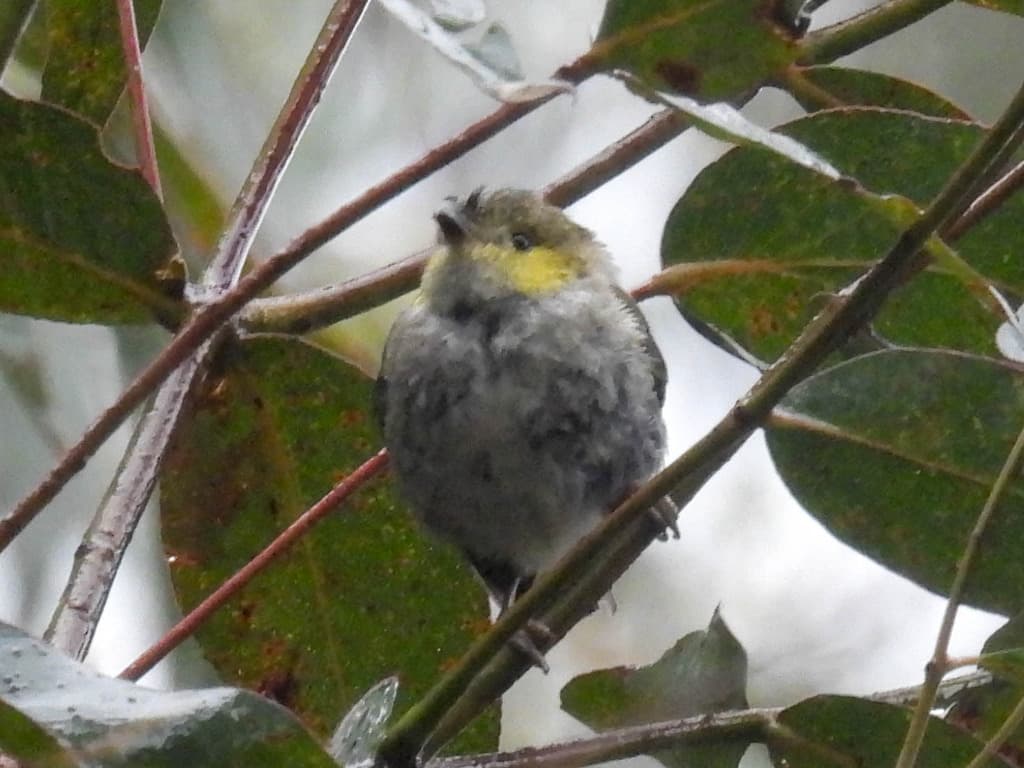 Forty-spotted Pardalote