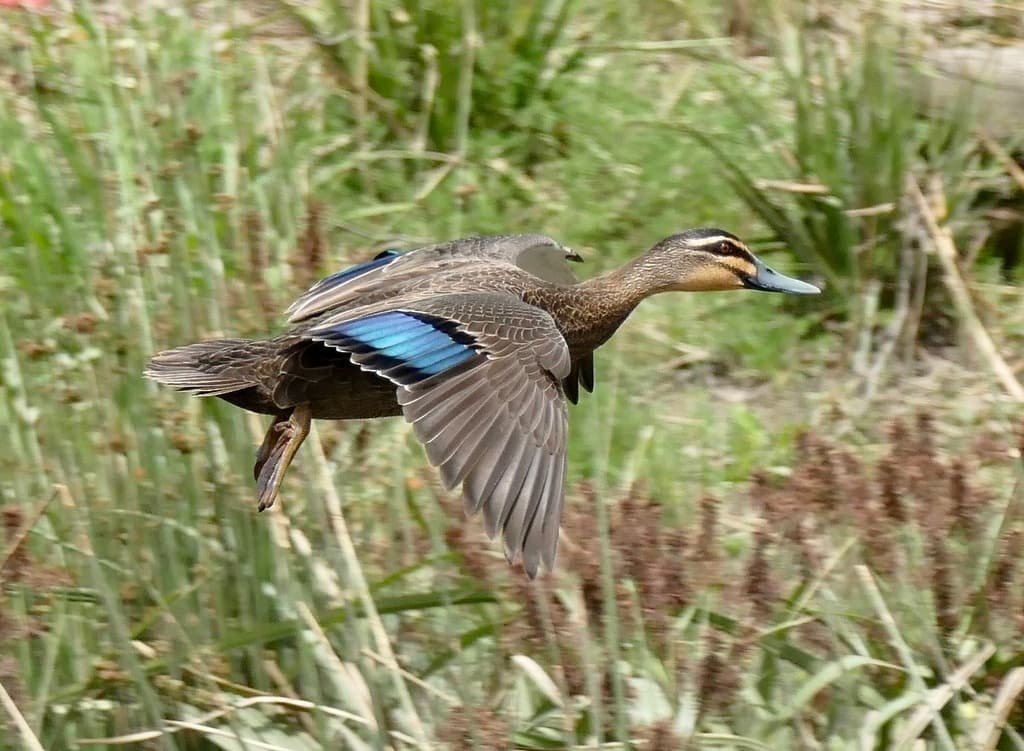 Pacific Black Duck