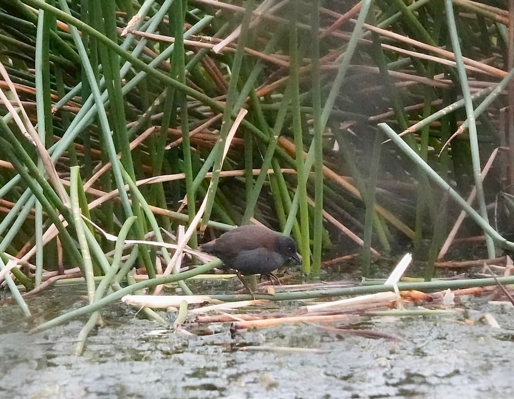 Spotless Crake