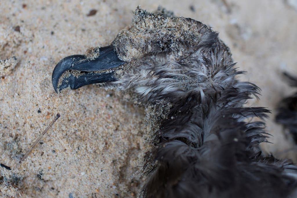 Grey-faced Petrel